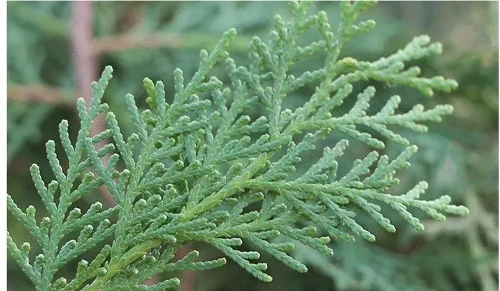 中药材侧柏叶的功效与作用