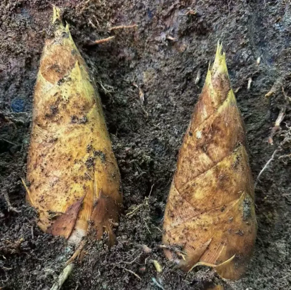 中国竹乡安吉竹韵茶香浸鲜醇