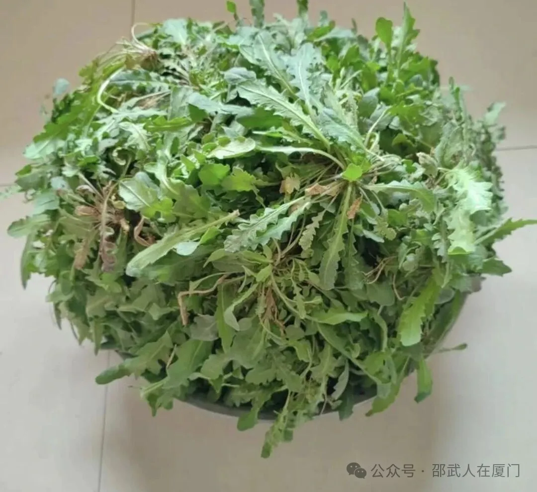 被低估的天然养生食材芥菜