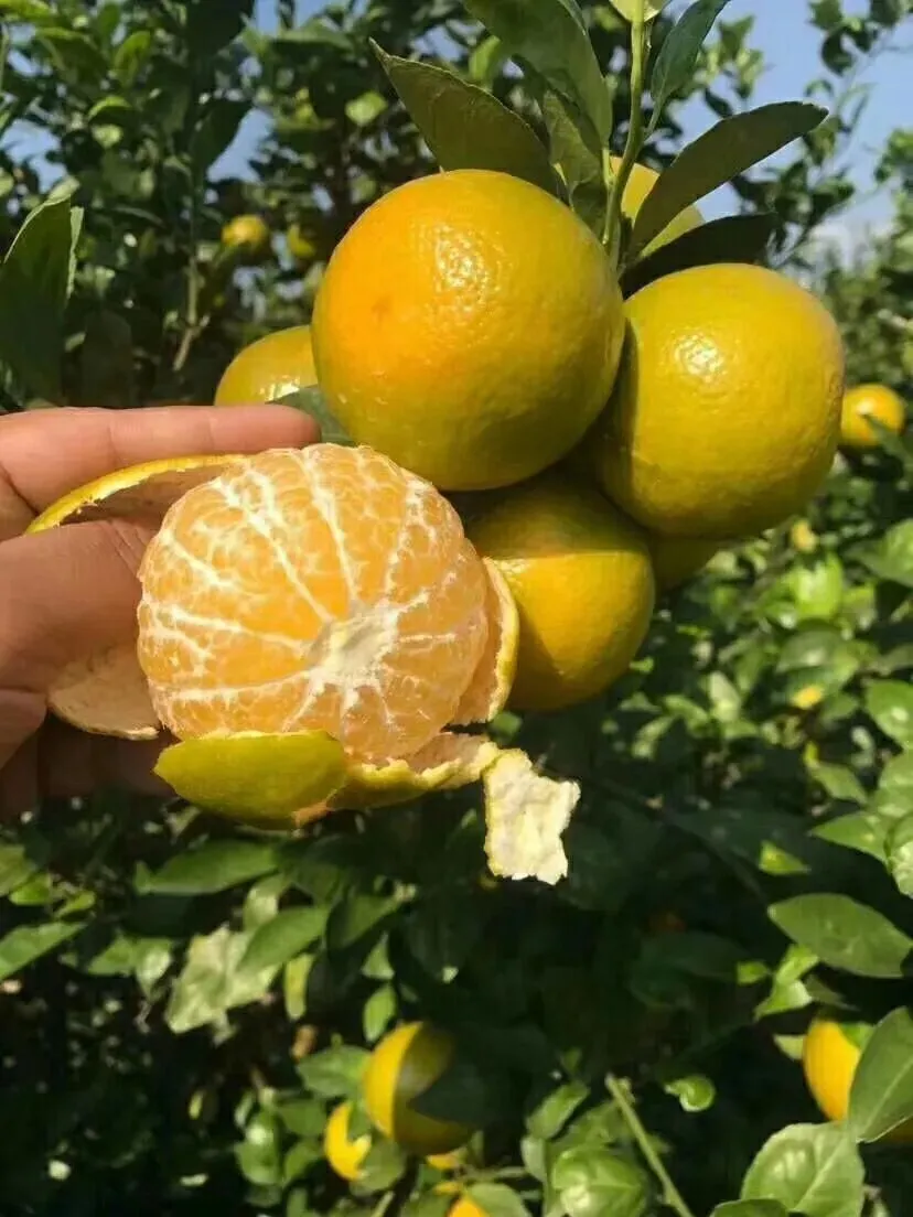 广西武鸣皇帝柑兼具橙子的脆甜清香和橘子的细嫩多汁