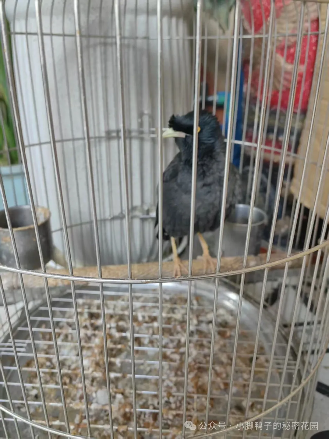 在南宁寻味武鸣华侨农场的宝藏小店美食,遇见舌尖上的千岛之国