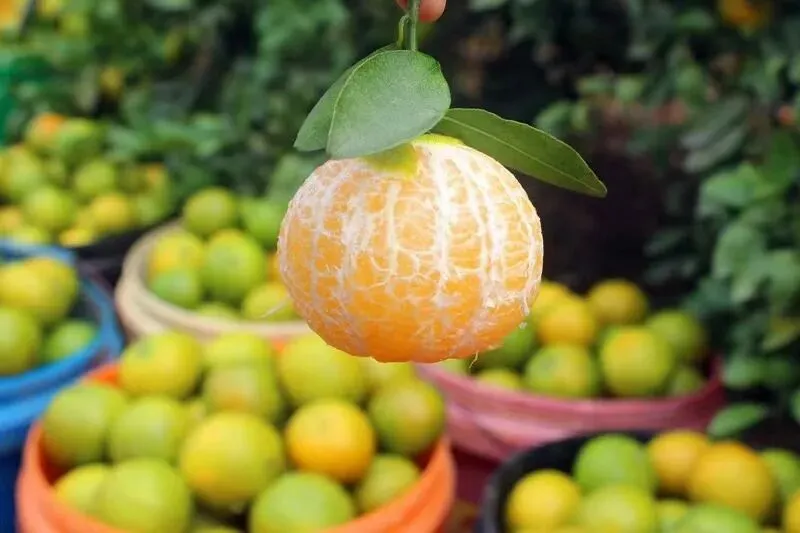 广西武鸣皇帝柑兼具橙子的脆甜清香和橘子的细嫩多汁
