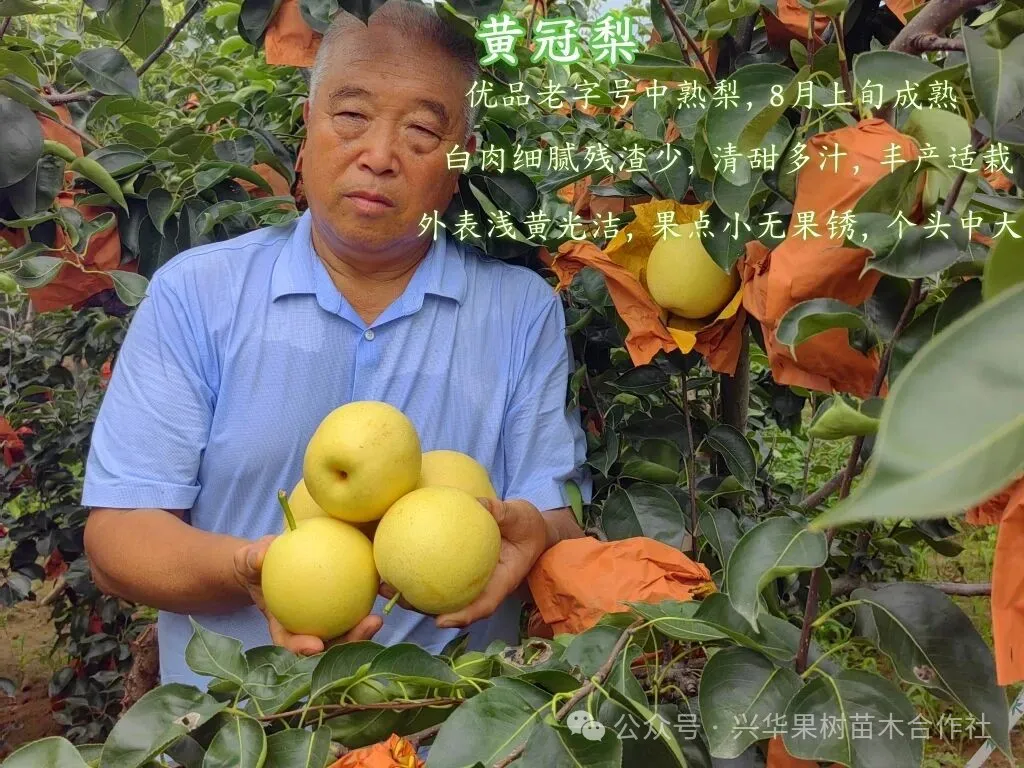 当餐优选中早熟老字号梨品种:新品黄冠梨