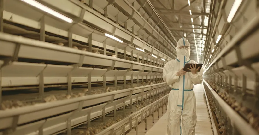 劲仔食品农业农村部鹌鹑育种与养殖技术重点实验室获批