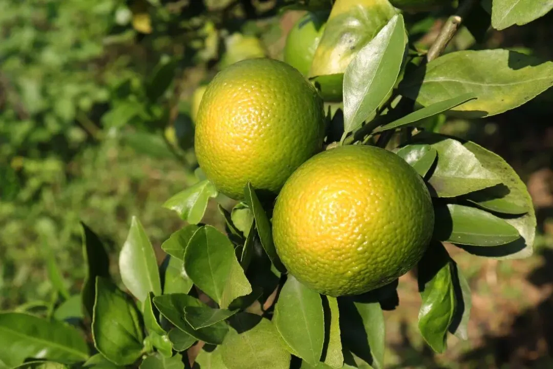 广西武鸣皇帝柑兼具橙子的脆甜清香和橘子的细嫩多汁