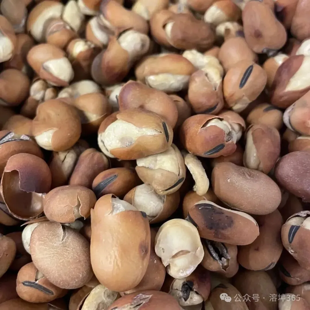 常见食材蚕豆青翠如玉，风味千年