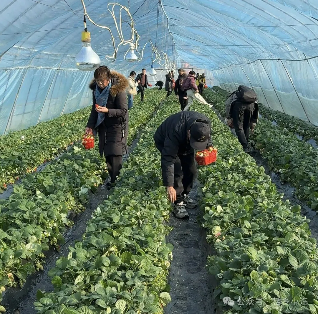 寻味汉中腊肉之魂：一场跨越山水与时间的风味探索！