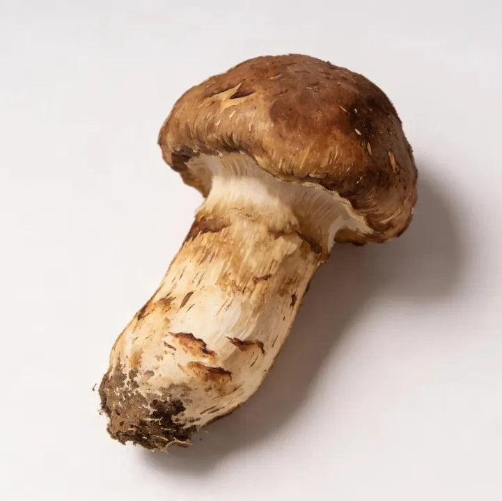 今日当餐食材推荐松茸