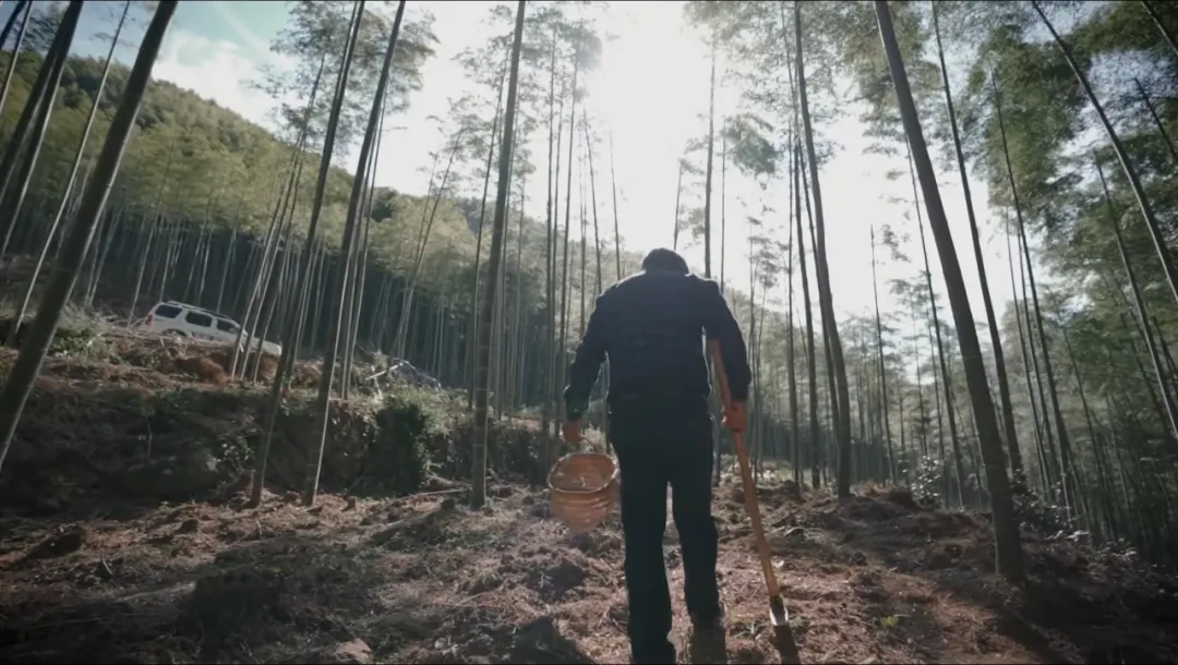 中国竹乡安吉竹韵茶香浸鲜醇