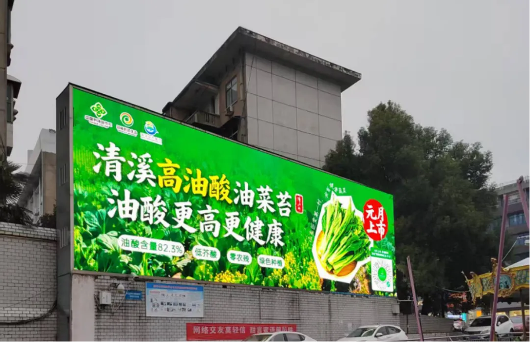 元月美食健康盛宴：高油酸油菜苔新鲜上市，产供销一体直达餐桌