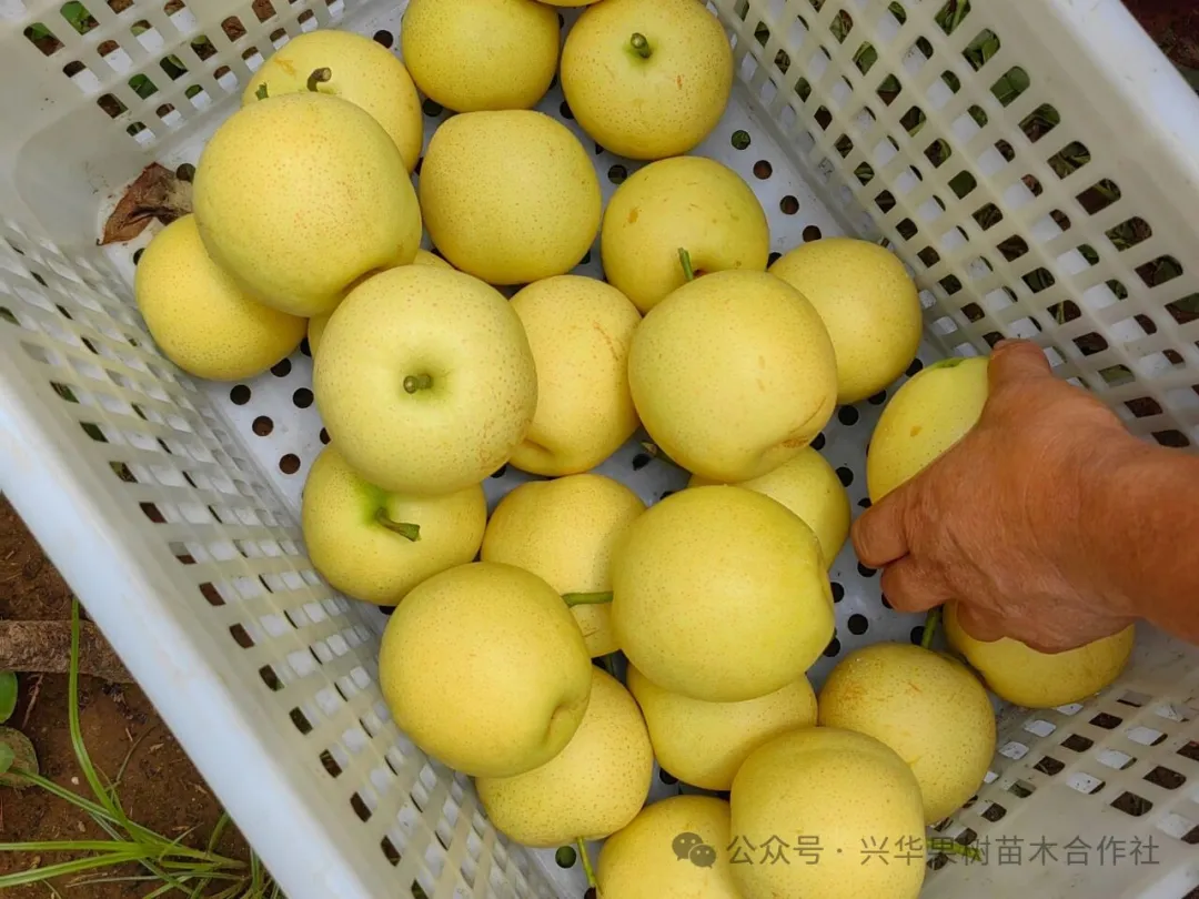 当餐优选中早熟老字号梨品种：新品黄冠梨