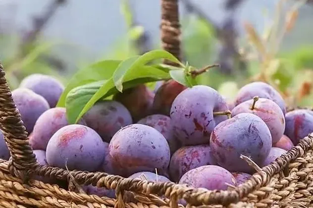 寻味黑溪美食探秘“一桌菜”“一筐果”的独特魅力！
