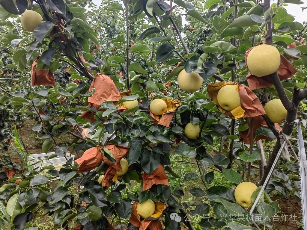 当餐优选中早熟老字号梨品种:新品黄冠梨