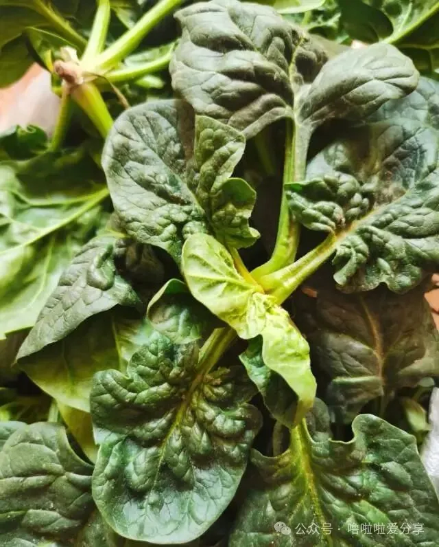 从小吃到大的趴地菠菜怎么突然就火了？