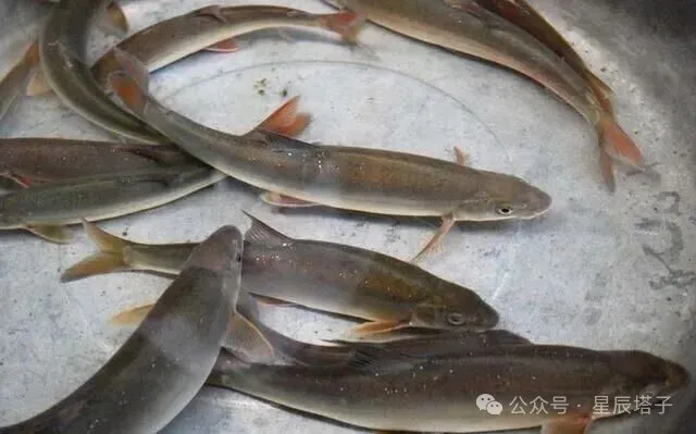 珍馐美味弓鱼重现洱海,消失三十年再上央视,你品尝过吗?
