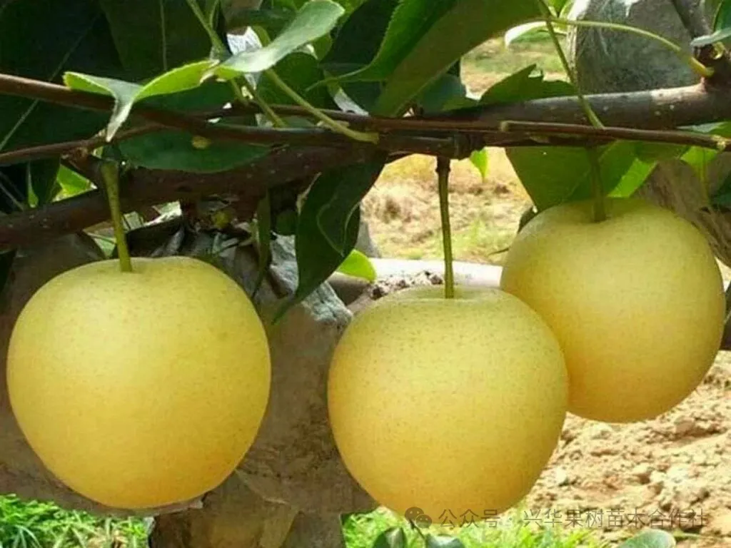 当餐优选中早熟老字号梨品种:新品黄冠梨