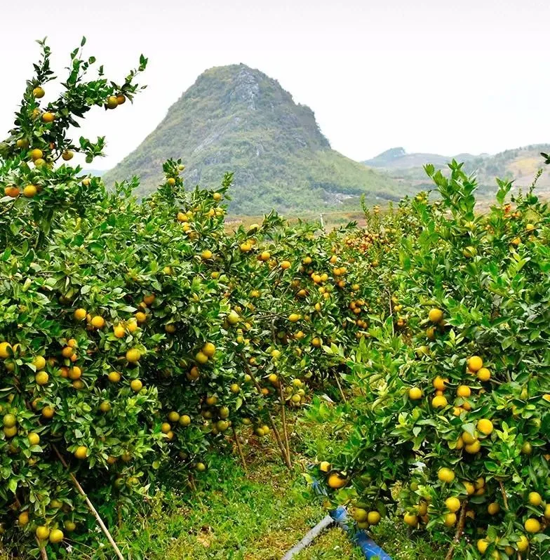 广西武鸣皇帝柑兼具橙子的脆甜清香和橘子的细嫩多汁