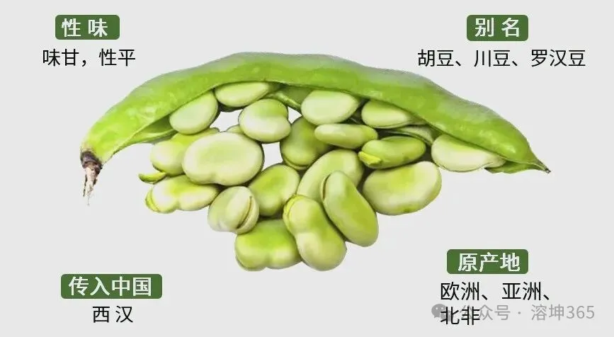 常见食材蚕豆青翠如玉,风味千年