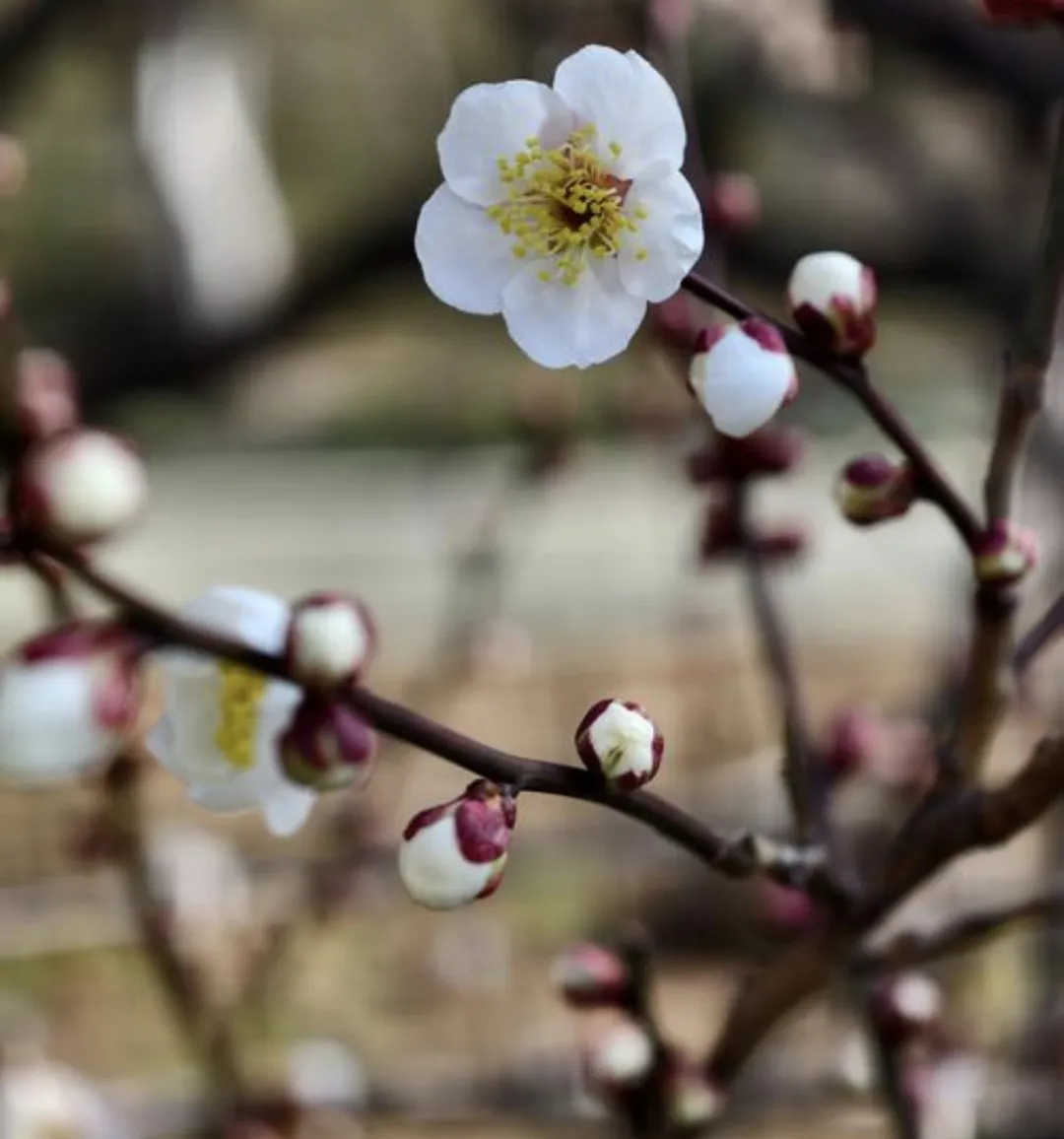 补气健脾、胃纳泄泻的最佳食材现做梅花汤饼
