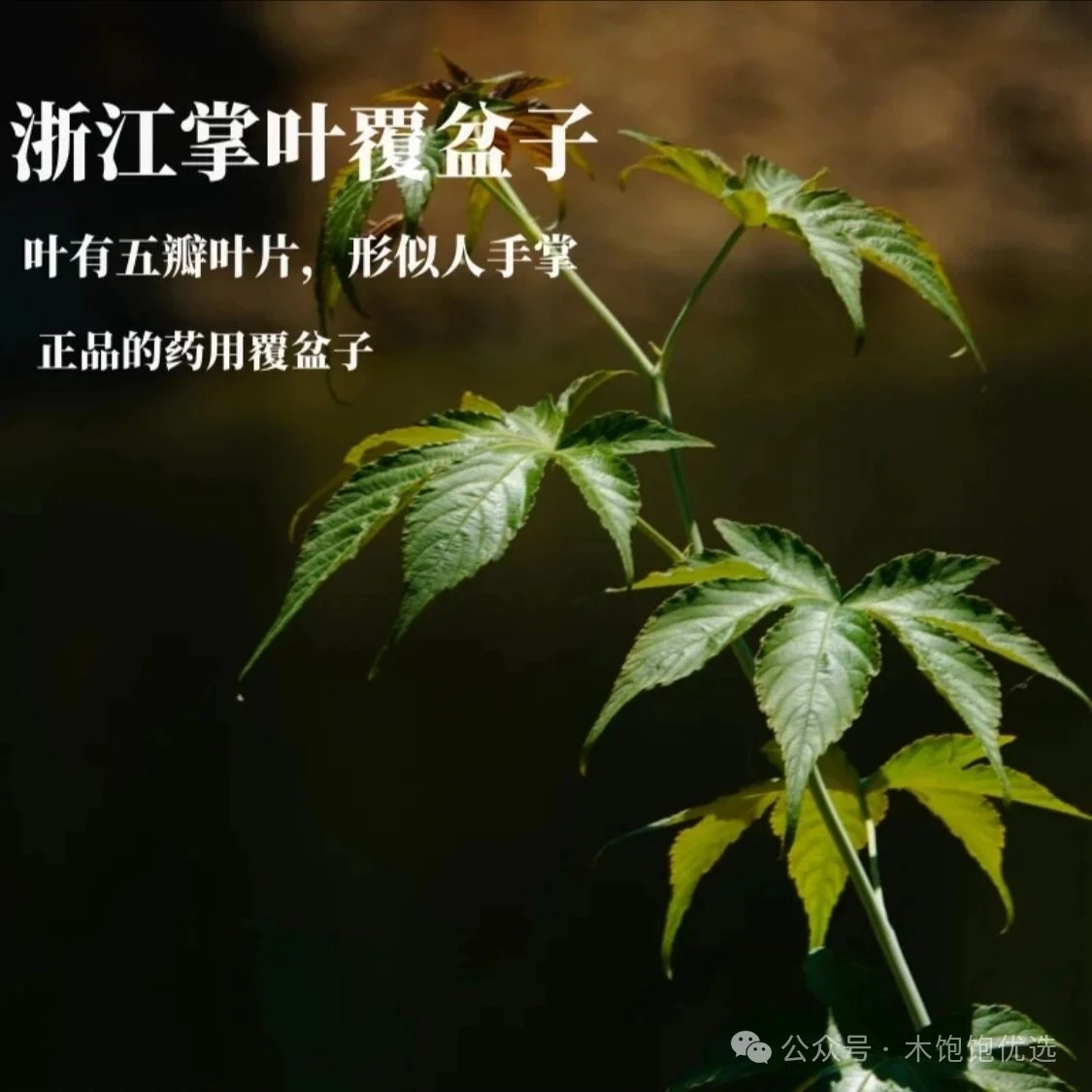 浙江千岛湖掌叶覆盆子解锁江南道地食材的养生密码