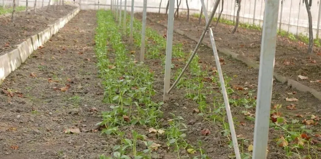 葡萄架下的蚕豆,生态与美味的双重价值