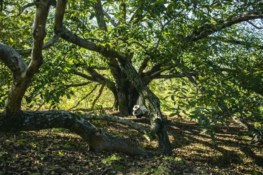 宾川拉乌百年有机古树核桃焕发新活力