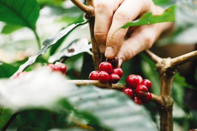 咖啡樱桃的“黄金时刻”人工采摘的艺术与标准
