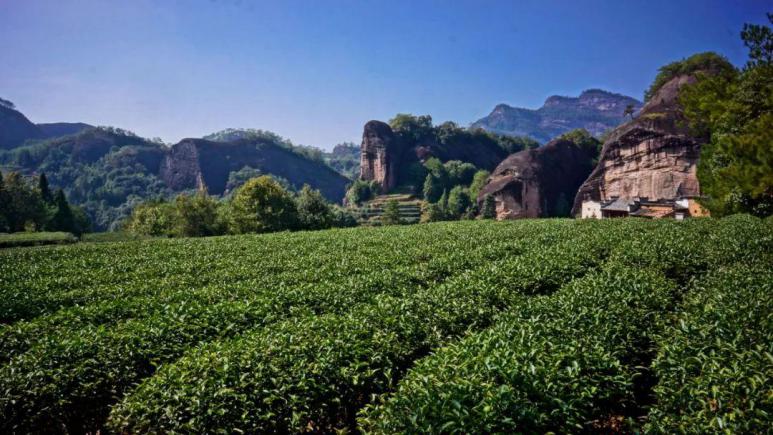 寻味武夷那一口“岩骨花香”岩茶