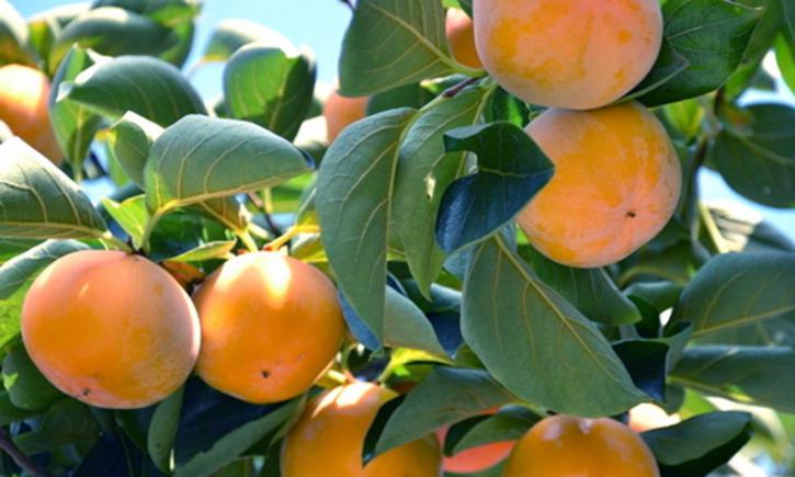 记忆里的美味，裹着岁月的甜与涩