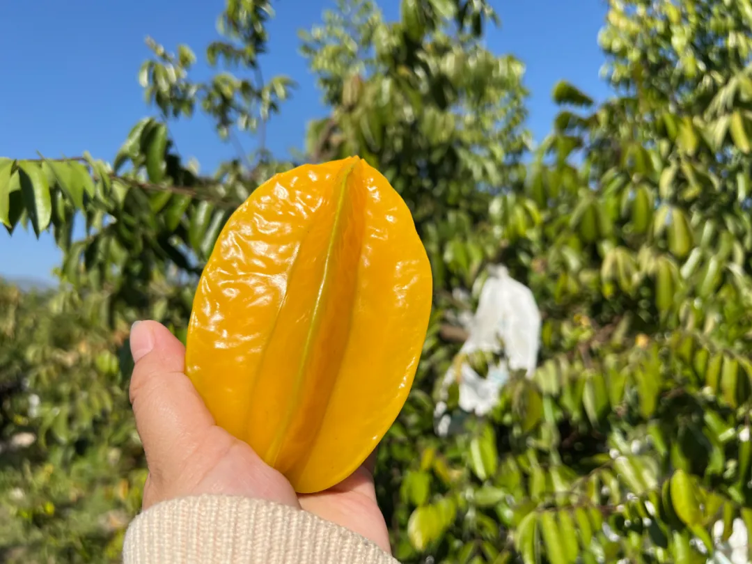 云南有机杨桃，皮薄肉厚，果脆汁多酸甜可口基地新鲜直发