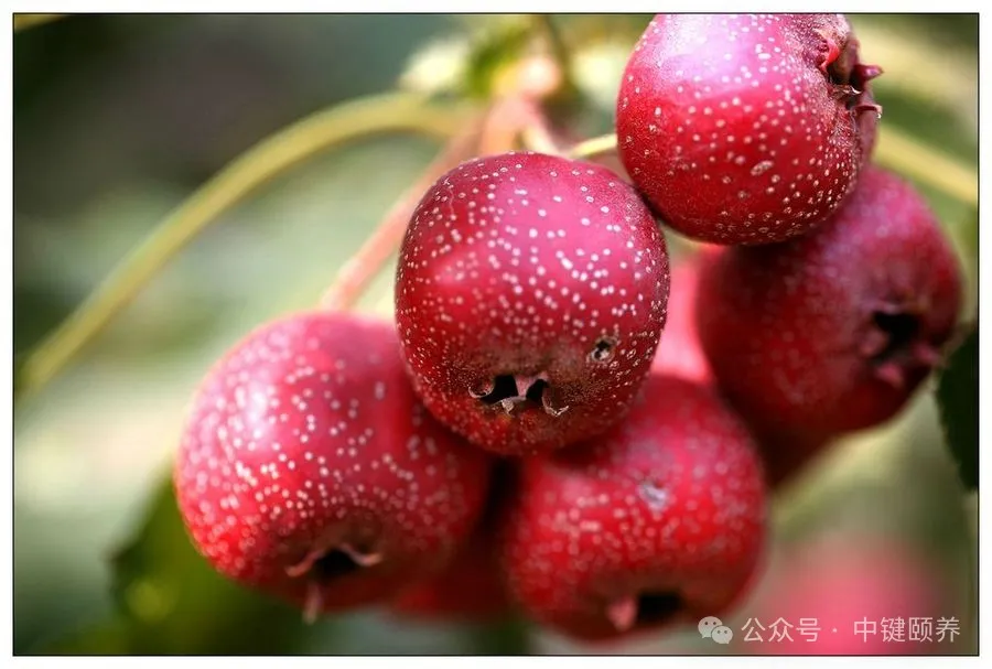 中医食疗山楂及中老年保健药膳