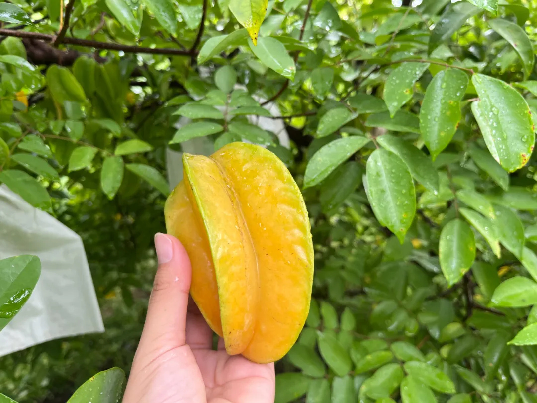 云南有机杨桃,皮薄肉厚,果脆汁多酸甜可口基地新鲜直发
