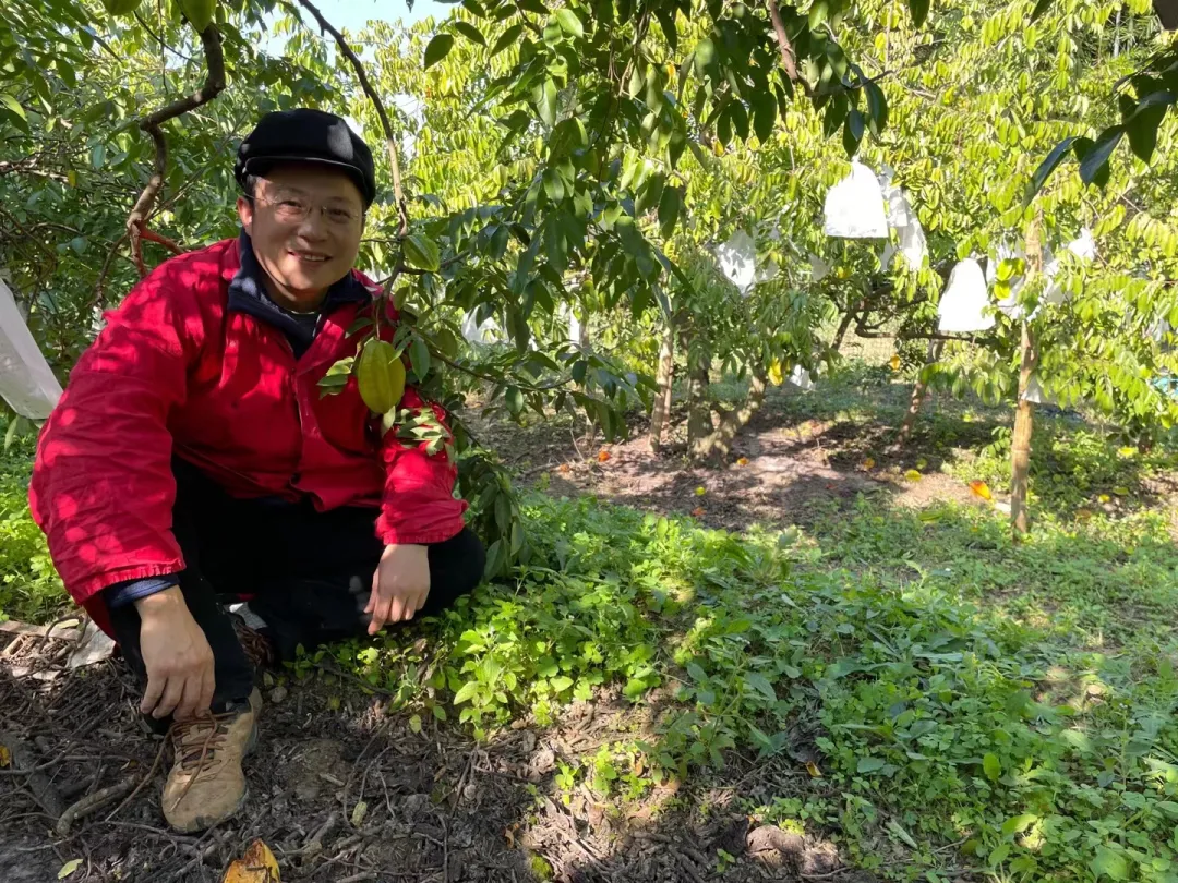 云南有机杨桃,皮薄肉厚,果脆汁多酸甜可口基地新鲜直发
