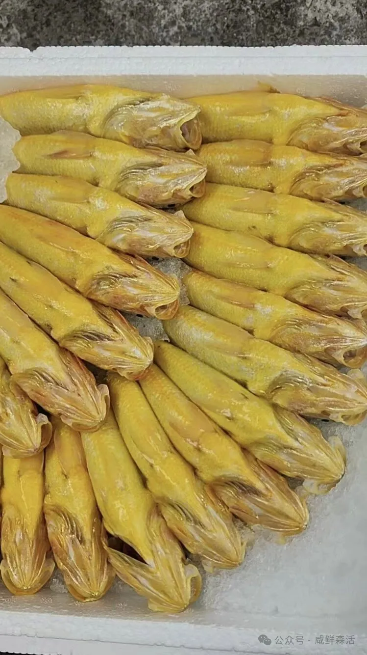 福建人私藏的海味顶流!99元6条!承包你家一周的鲜美