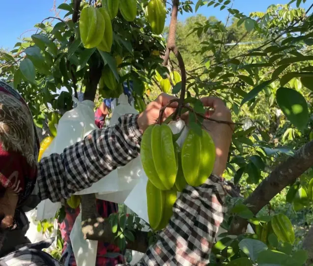 云南有机杨桃,皮薄肉厚,果脆汁多酸甜可口基地新鲜直发