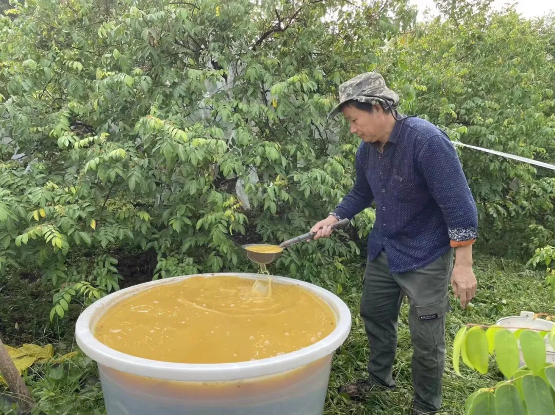 云南有机杨桃,皮薄肉厚,果脆汁多酸甜可口基地新鲜直发