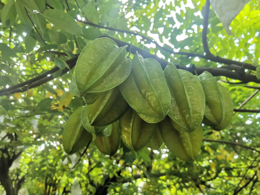 云南有机杨桃,皮薄肉厚,果脆汁多酸甜可口基地新鲜直发
