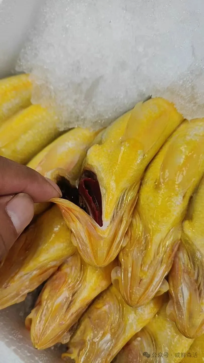 福建人私藏的海味顶流！99元6条！承包你家一周的鲜美