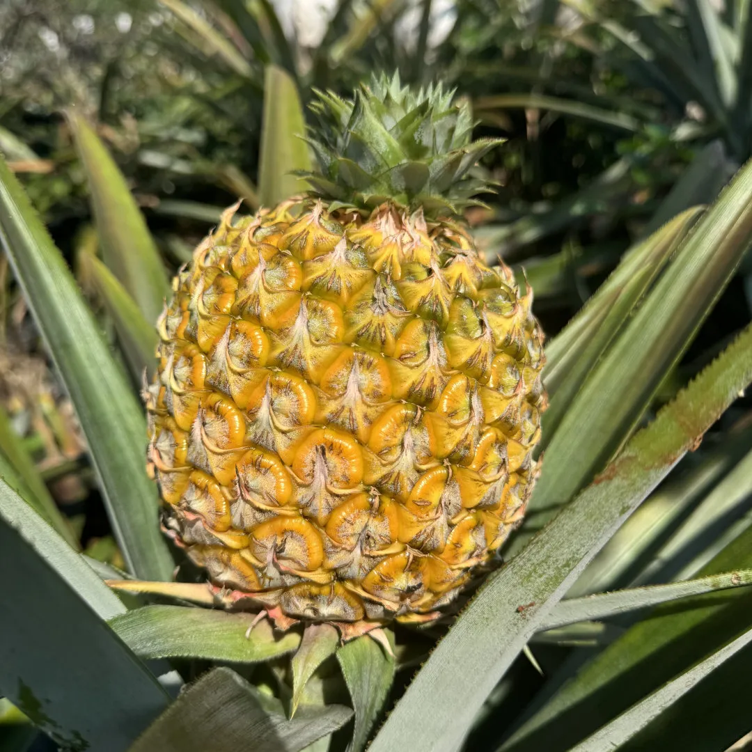 海南芒果凤梨,凤梨界的“新卷王”来了!