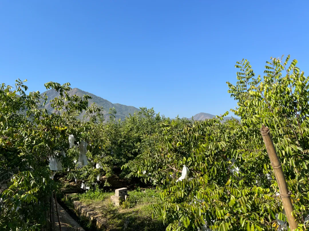 云南有机杨桃,皮薄肉厚,果脆汁多酸甜可口基地新鲜直发