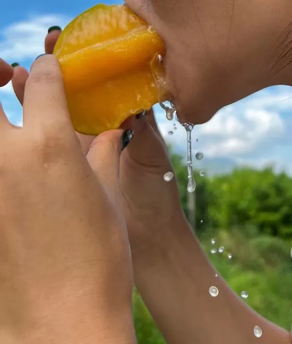 云南有机杨桃,皮薄肉厚,果脆汁多酸甜可口基地新鲜直发