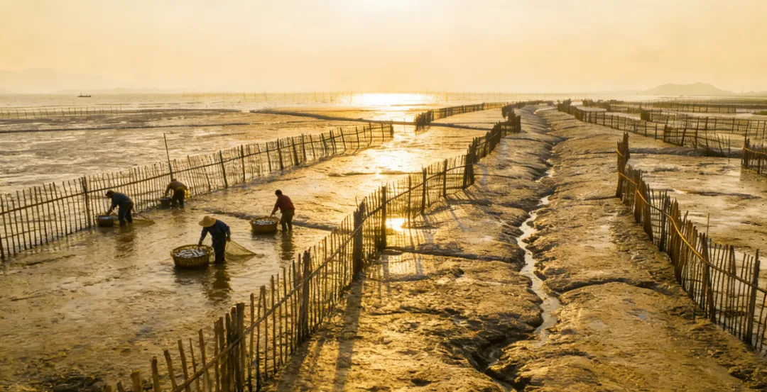 董田渔民插西捕鱼：老手艺里的海味与乡愁