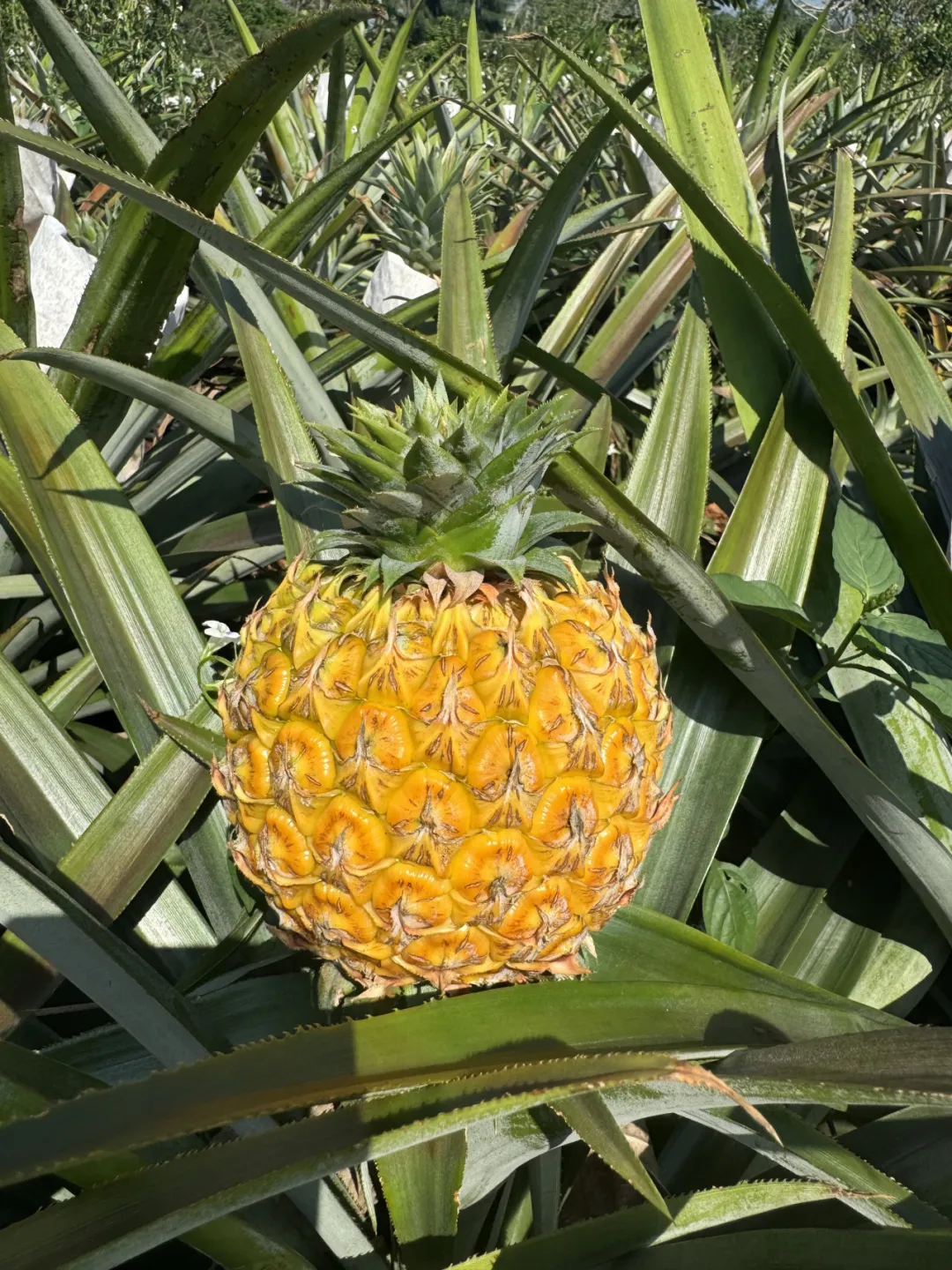 海南芒果凤梨,凤梨界的“新卷王”来了!