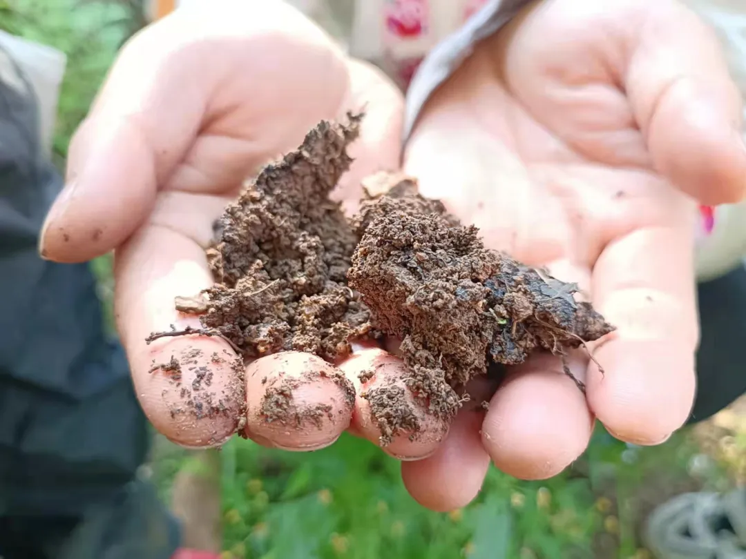 云南有机杨桃,皮薄肉厚,果脆汁多酸甜可口基地新鲜直发