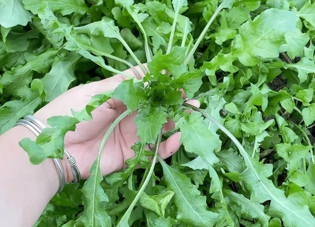 荠菜是早春常见的美味野菜
