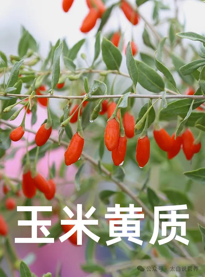 都是养生食材，枸杞为何是