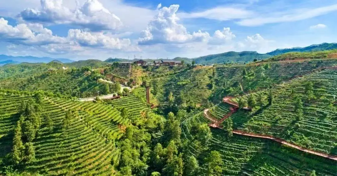春节去哪儿?来紫金品蝉茶、游茶园、吃美食,惬意过大年