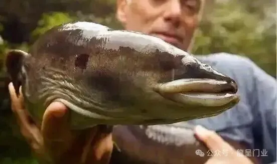 新西兰米级鳗鱼泛滥，美味佳肴随处可见，为何当地没人去吃？