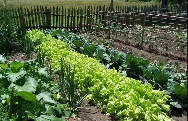 中国有机农业国家标准