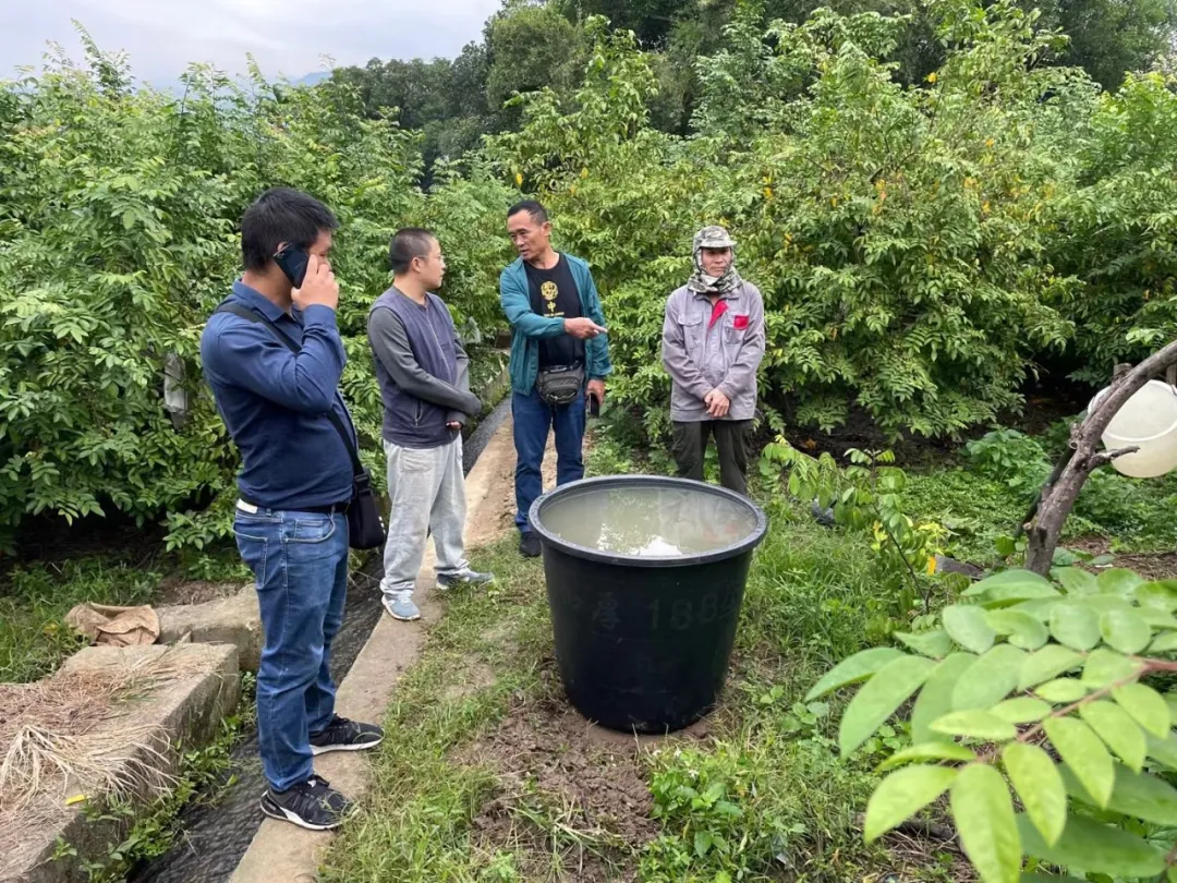 云南有机杨桃,皮薄肉厚,果脆汁多酸甜可口基地新鲜直发